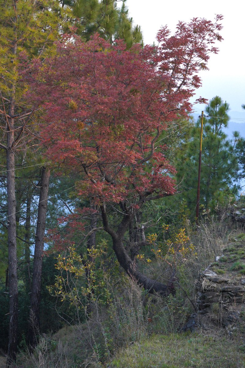 SanjayTiwariQED's tweet photo. A young Kakkar, Pistacia integrrima with new red leaves! It is a native of Kumaon and is mostly seen growing higher up on the cliffs. #treespotting #Pistaciaintegrrima #Satoli #Uttarakhand https://t.co/0ZTkPBHm79