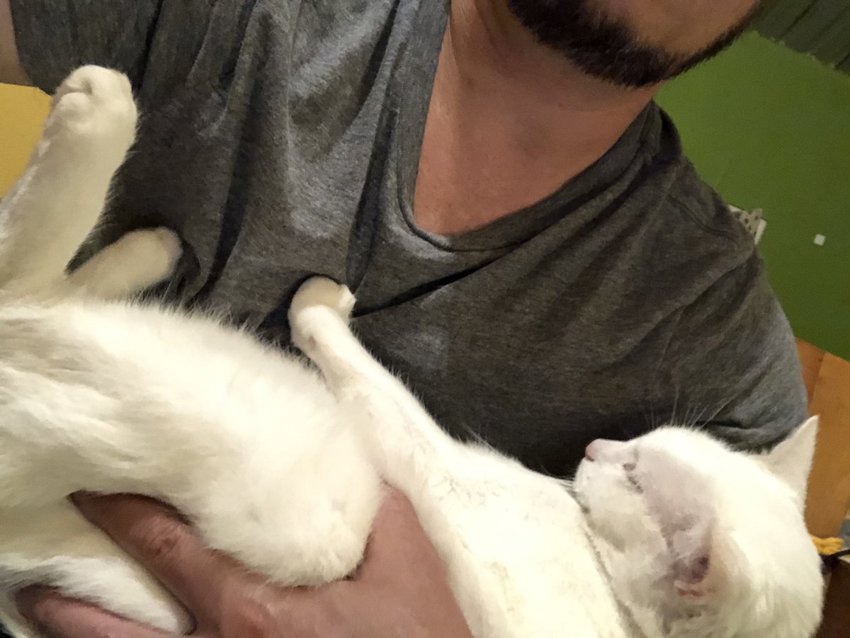 ColinMGee's tweet photo. Yeah what is happening
#favposition #Caturday https://t.co/lji2pk94Sr