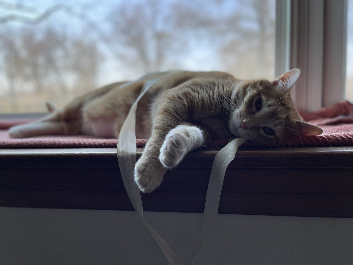 #Caturday #CatsofTwittter