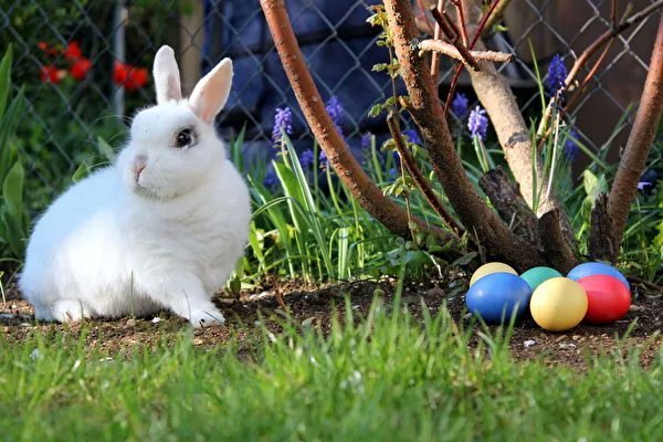 Soothe the impetuousness in the heart, calm the pain in the heart, strengthen the fragility in the heart, hesitate in the persistent heart, cherish the attachment in the heart, be grateful for what you have, and be happy with your own happiness. Happy Easter!