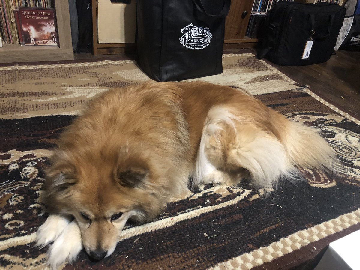 CptsEyeCaptains's tweet photo. I don’t deserve this dog. https://t.co/xEKfnQH9tr