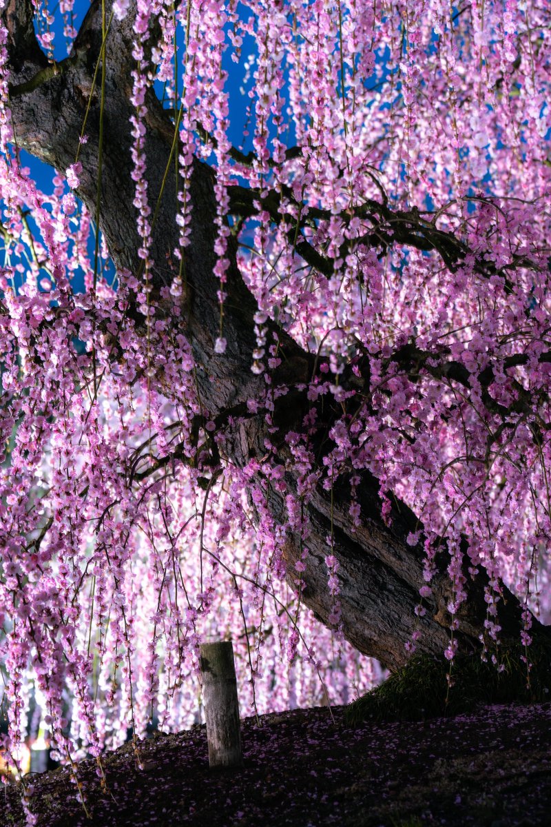 RON3931's tweet photo. ライトアップされた梅も綺麗っした🥰👍
#東京カメラ部 #ファインダー越しの私の世界 #写真好きな人とつながりたい #枝垂れ梅 https://t.co/WVjnpHfXOs
