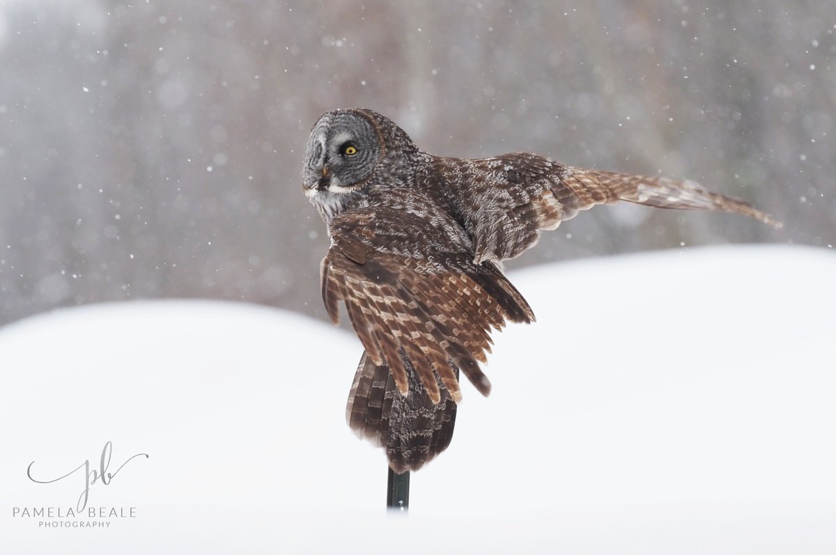 A lifer.  Great Grey Owl really really far from home.  Winter 2023 
#GreatGreyOwl #owls #canadianwildlife #Ontario #winterbirds #birds #BirdsSeenIn2023