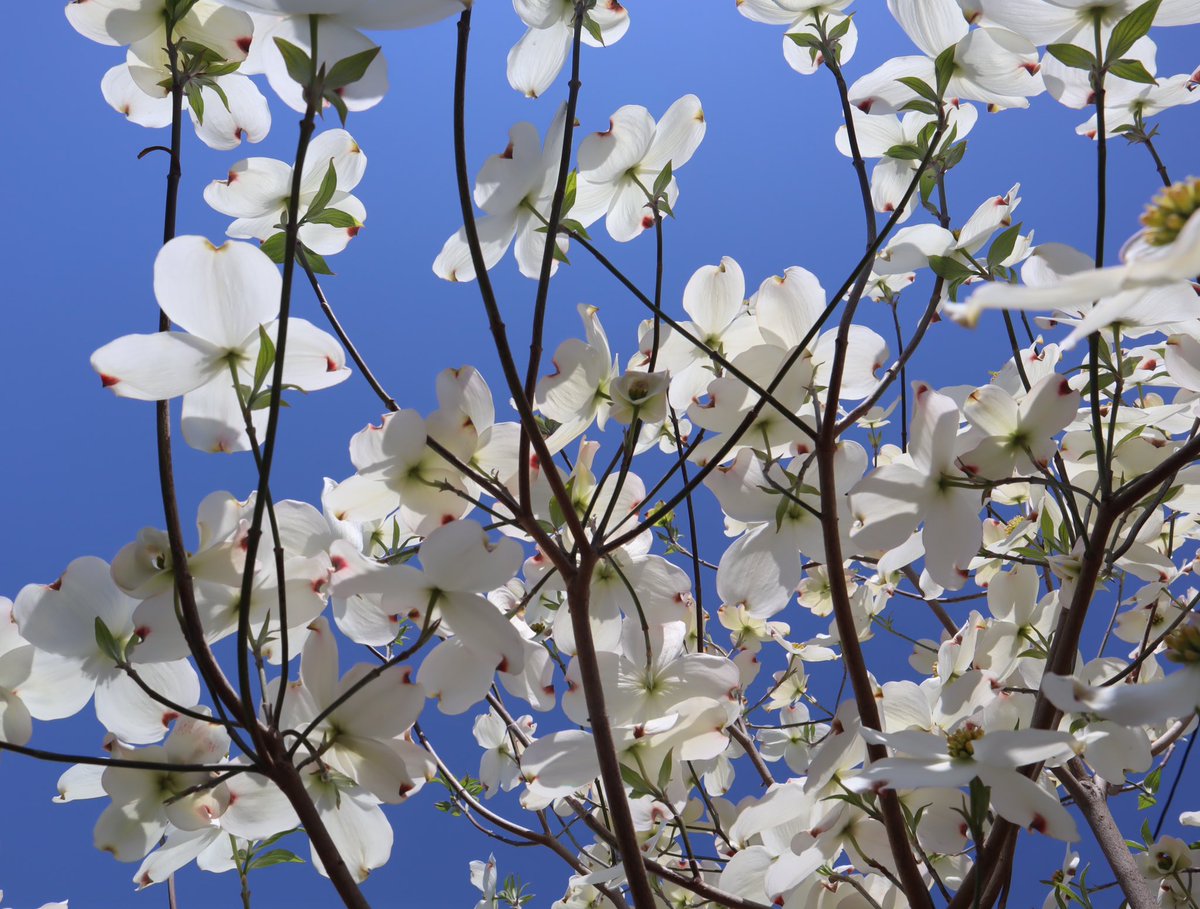 murasaki_hana_'s tweet photo. きょうは天気がいいですね
うちの花水木(*´꒳`*)💠
#FloweringDogwood
#CornusFlorida🇺🇸 https://t.co/JPbKEcB7so