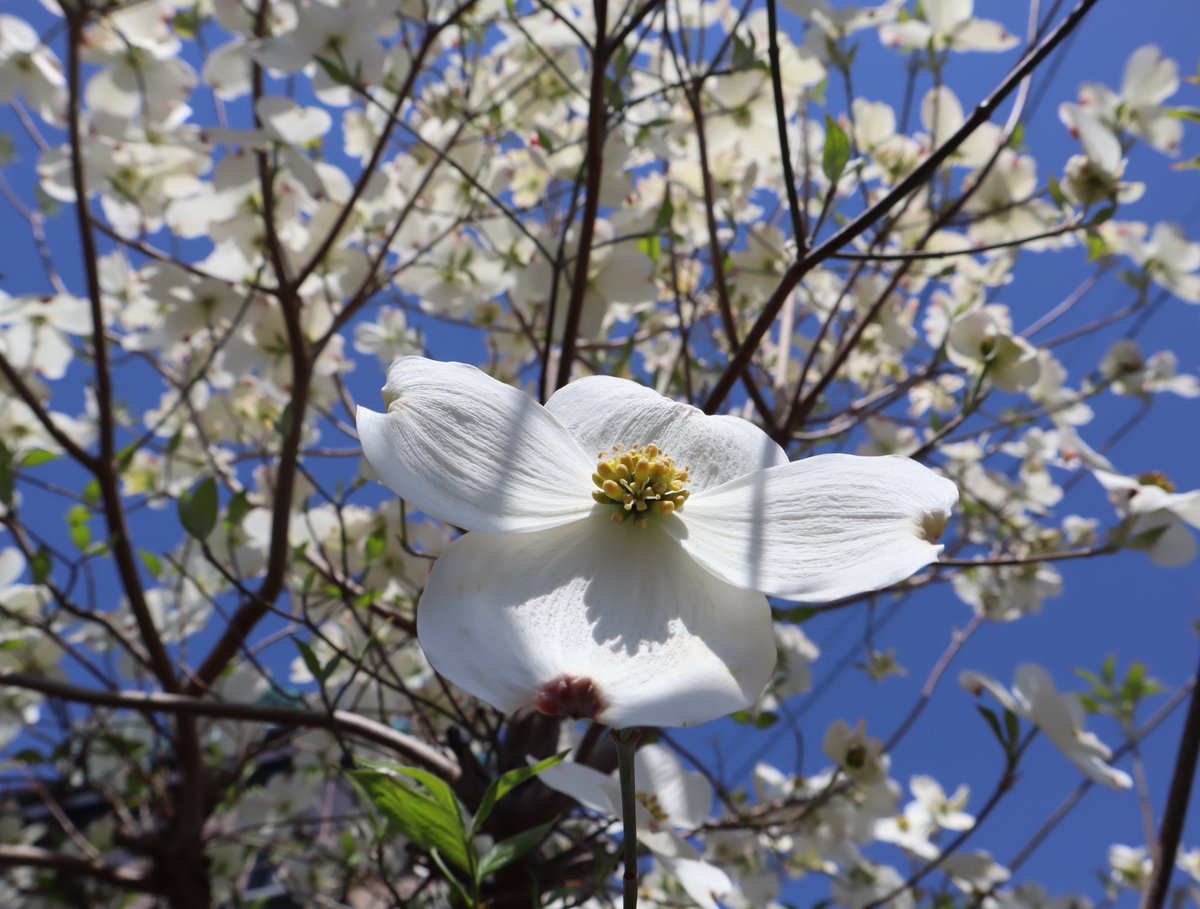 murasaki_hana_'s tweet photo. きょうは天気がいいですね
うちの花水木(*´꒳`*)💠
#FloweringDogwood
#CornusFlorida🇺🇸 https://t.co/JPbKEcB7so
