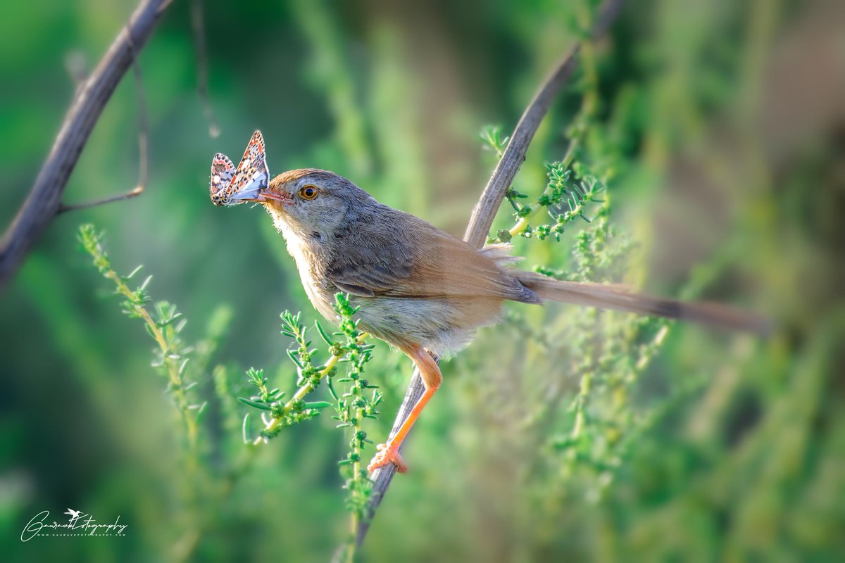 #ThroughYourLens #BBCWildlifePOTD #IndiAves #nikonphotography #BirdsSeenIn2023 #birdphotography #BirdTwitter  #Wildlife
#ThePhotoHour #BirdsinFields
@NikonIndia

ID: Rufous-fronted Prinia (lifer) 
Gear: Nikon D5300 + Af-s 200-500mm
Location: Chandu, Gurgaon 
Date: 07-04-2023