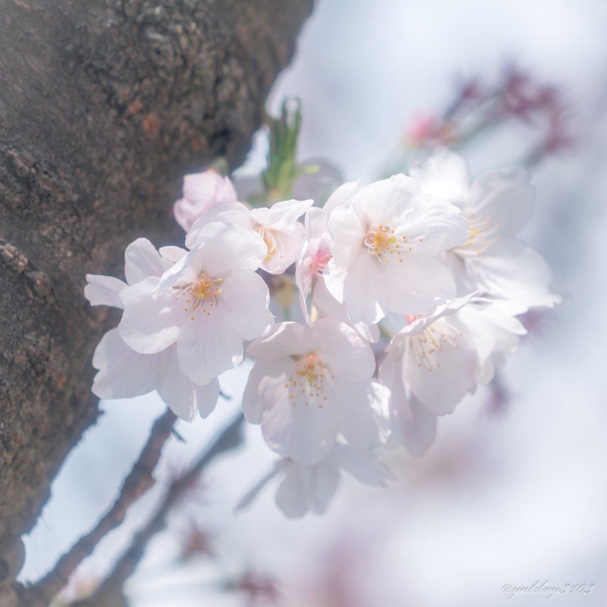yukkey3103's tweet photo. 今年もたくさんの思い出をありがとう
また来年も綺麗な姿を見せてね

#桜 #sakura
#CherryBlossom 
#photography
#キリトリセカイ
#ファインダー越しの私の世界
#写真好きな人と繋がりたい https://t.co/55INBNKH5e