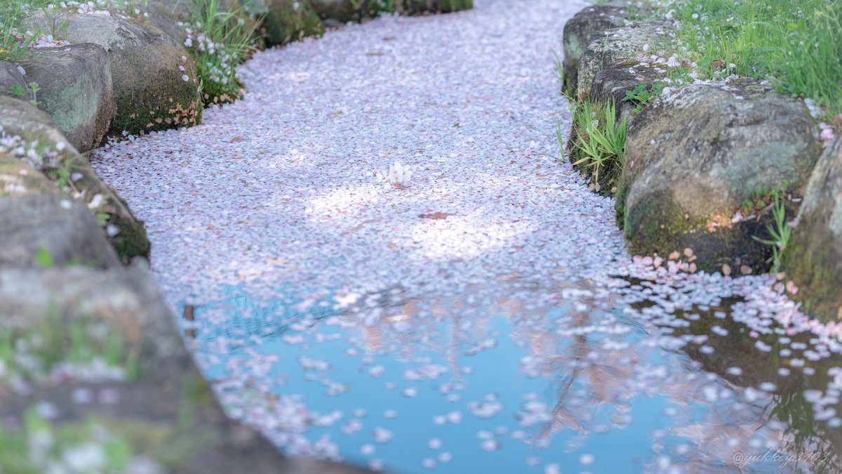 yukkey3103's tweet photo. 今年もたくさんの思い出をありがとう
また来年も綺麗な姿を見せてね

#桜 #sakura
#CherryBlossom 
#photography
#キリトリセカイ
#ファインダー越しの私の世界
#写真好きな人と繋がりたい https://t.co/55INBNKH5e