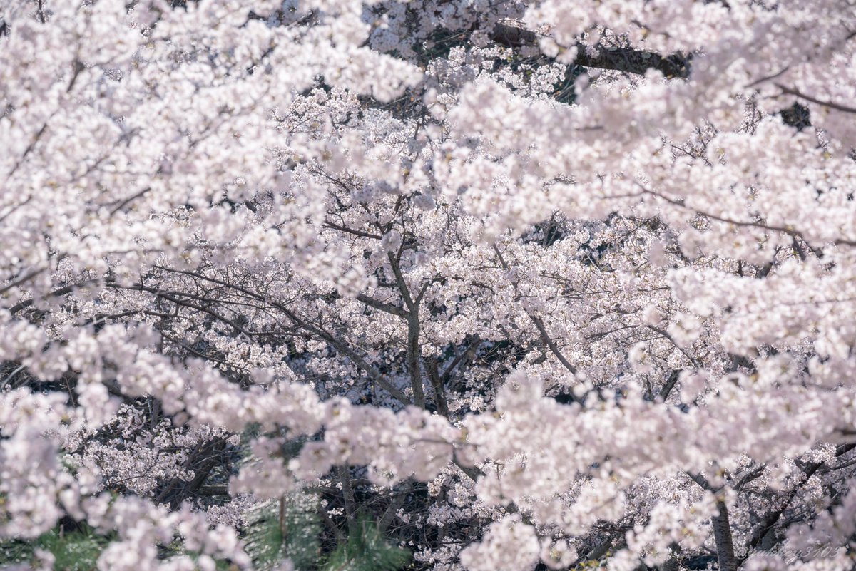 yukkey3103's tweet photo. 今年もたくさんの思い出をありがとう
また来年も綺麗な姿を見せてね

#桜 #sakura
#CherryBlossom 
#photography
#キリトリセカイ
#ファインダー越しの私の世界
#写真好きな人と繋がりたい https://t.co/55INBNKH5e
