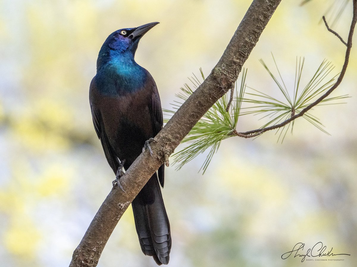Common Grackle showing off its beautiful irredescent colors.  #birdcpp #commongrackle #birdphotography
