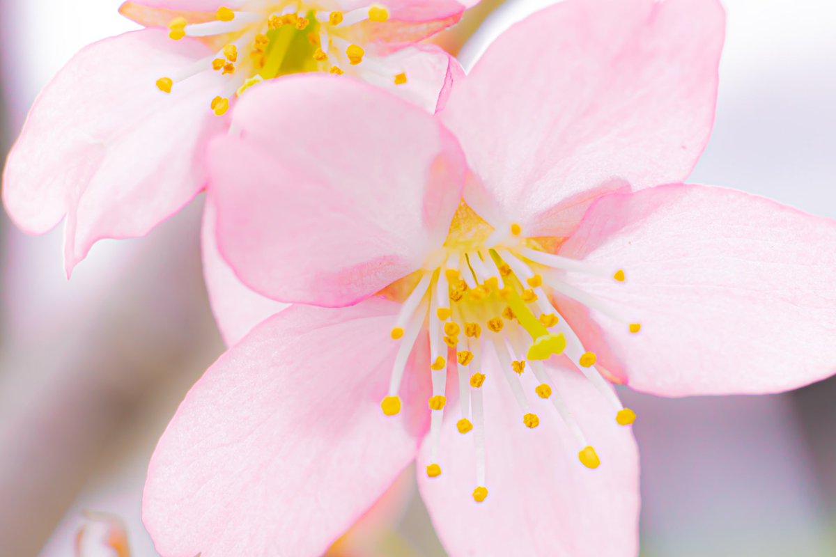 rin_photography's tweet photo. 桜🌸

EOSR6m2
AUTO RIKENON 1:1.7 f=50mm
EXTENSION TUBE 12mm+20mm+36mm
#オールドレンズ
#オールドレンズ倶楽部
#マクロ撮影 https://t.co/60MvpPiSIl