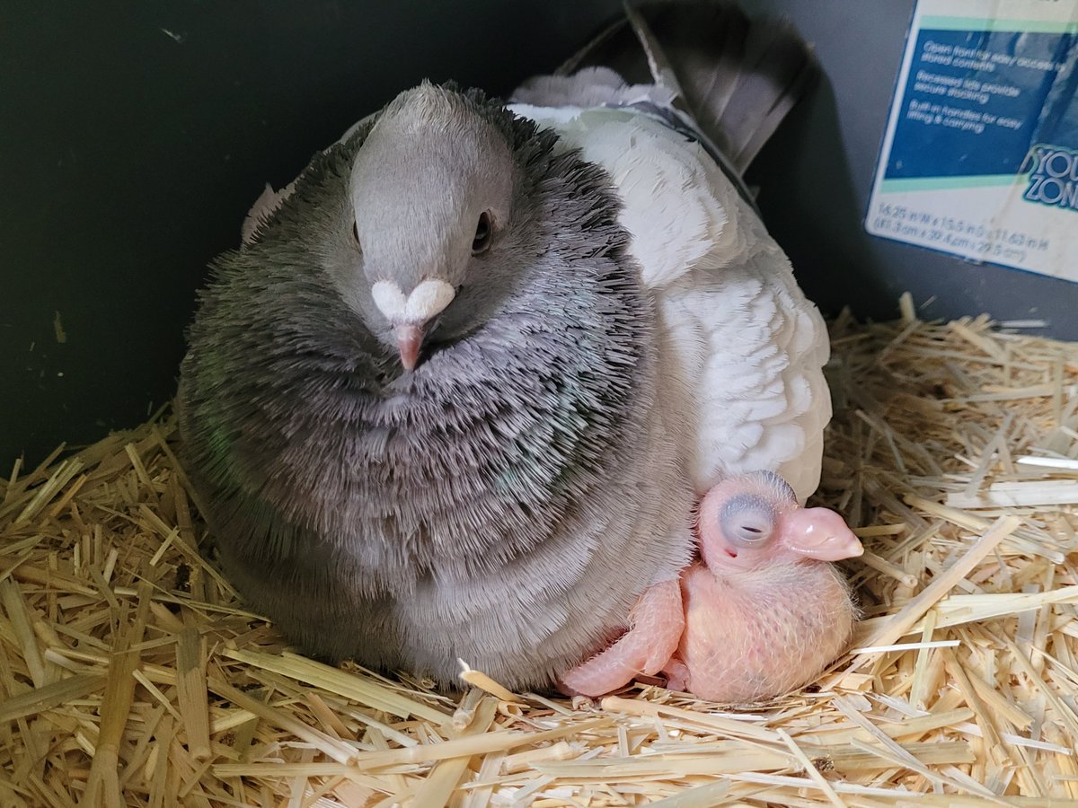 a father and his babything