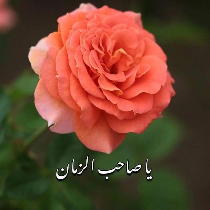 syeedabanoo's tweet photo. Mola Salam Ap ko🙏 https://t.co/CUz9jT469m
