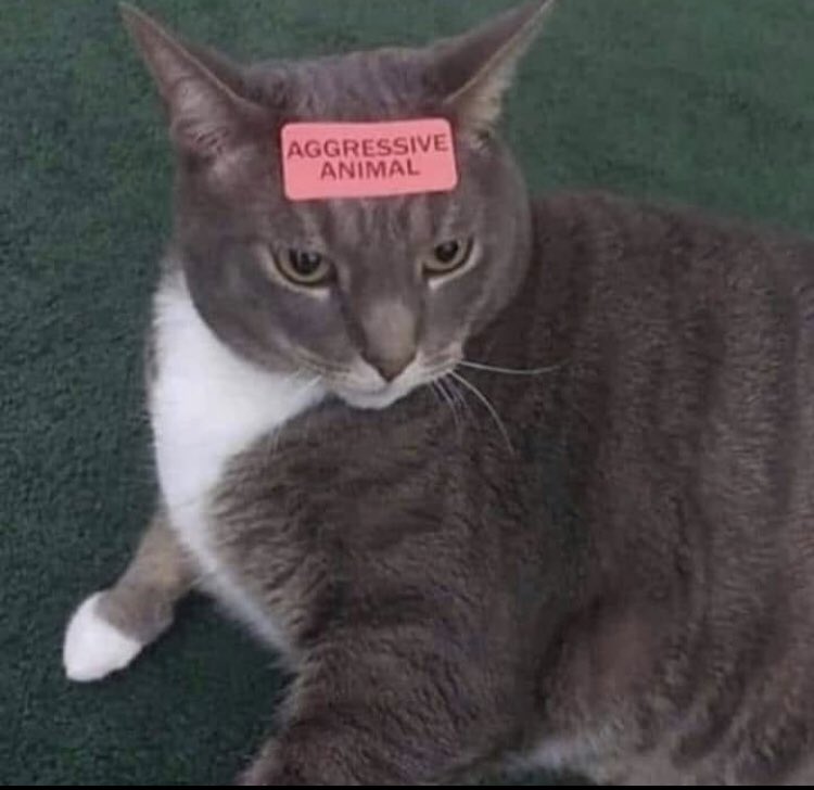nocontextscats's tweet photo. https://t.co/JI78NpnBDb