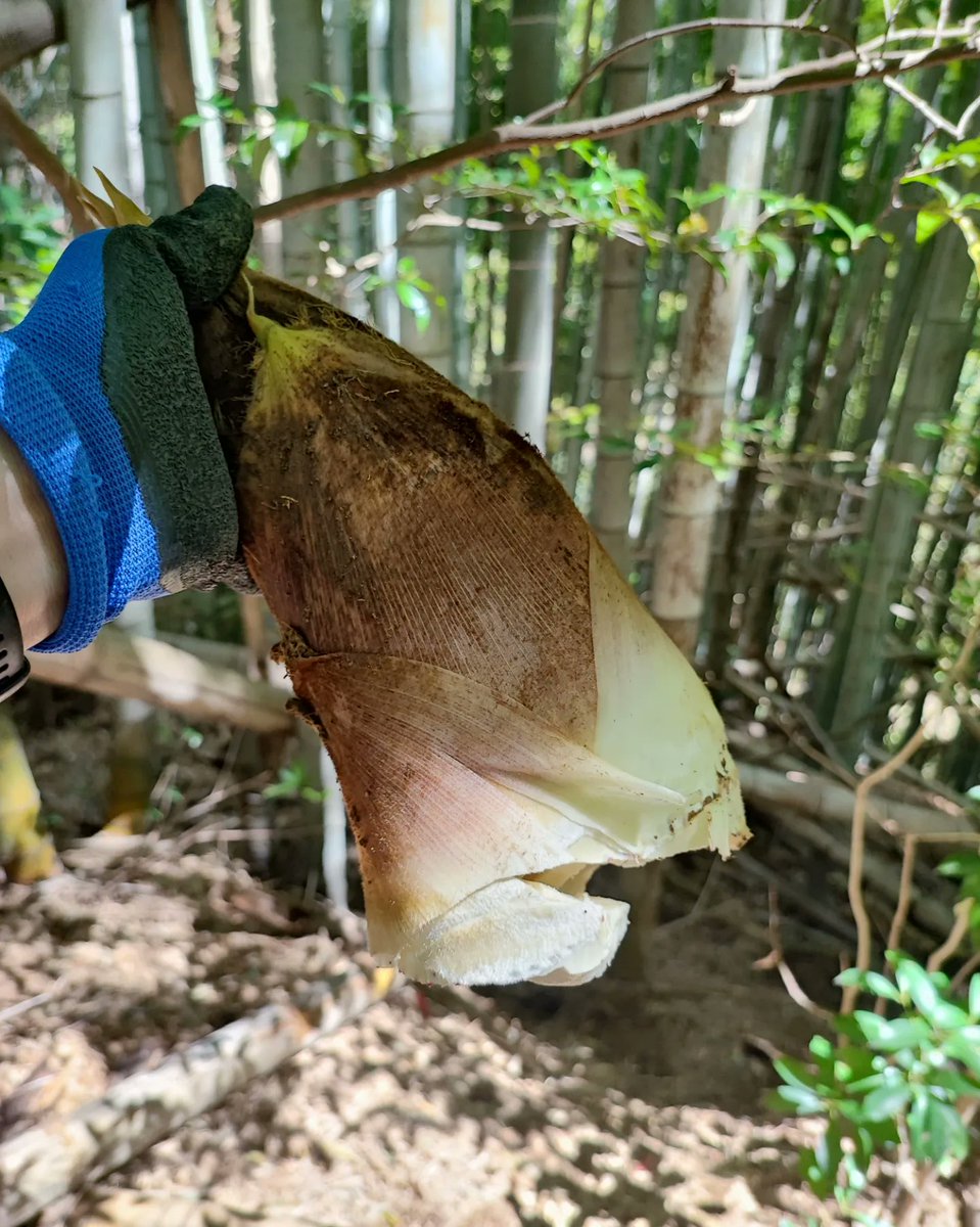 yahtrans's tweet photo. 久しぶりにタケノコ掘り🗻
平地のタケノコはイノシシが食べてるから斜面のタケノコ探し🐗

#タケノコ掘り
#山へ行こう
#イノシシのフンだら��🐗💩笑 
#タケノコゆがき中 
#柔らかくて美味しい https://t.co/gZcHmg1EQ9