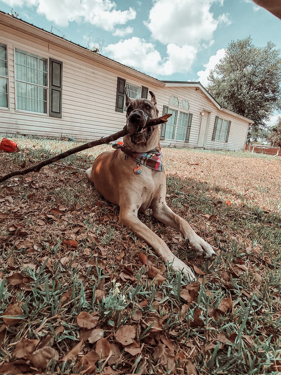 FergusGreatDane's tweet photo. Bark softly and carry a big stick ππ~Ripley the Fawn Great Dane
#perfectstick #treebones #chomp #branchmanager #bigassstick
πΈοΈ
#RipleyTheFawnGreatDane
#greatdane #dogsoftwitter #DogTwitter #dogs https://t.co/6X8IrCy21i
