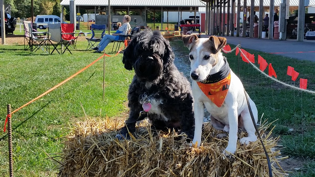 Ryko/Huntyr tweet media