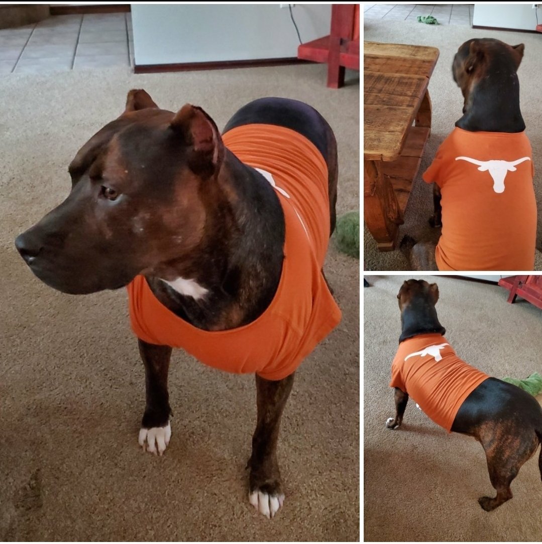 triznash's tweet photo. @LonghornNetwork Dez on game days https://t.co/EkMcECw4Yd