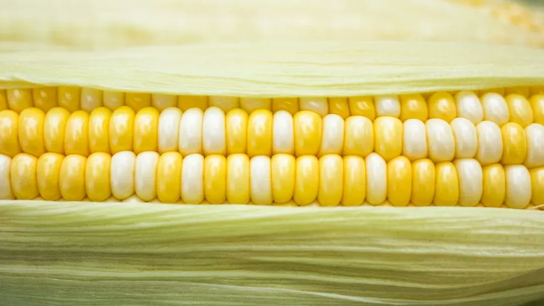 🌽 A study carried out by <a href="/IITA_CGIAR/">IITA</a> and <a href="/UniIbadan/">University of Ibadan</a> found that deficiency of micronutrients in the diet leads to ‘hidden hunger’.

Learn more about their findings: on.cgiar.org/3ZD5vXi 
#OneCGIAR
