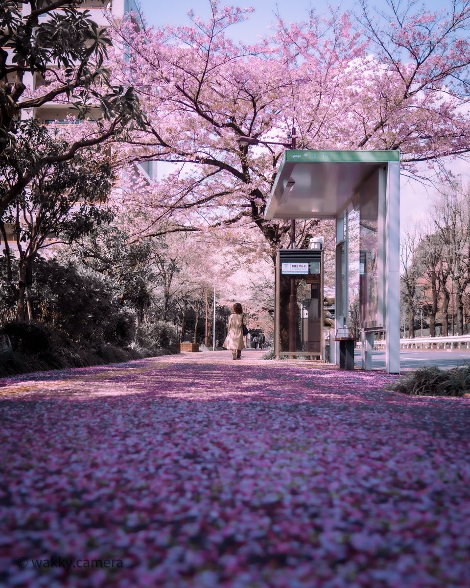 wakky_camera's tweet photo. 桜の花絨毯。
#これでフォロワーさんが増えました https://t.co/HxHs3bu9Fp