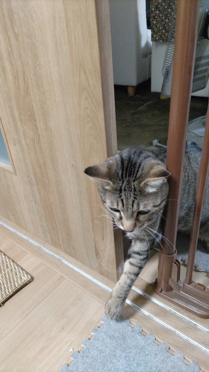 kigineko8's tweet photo. 「通行禁止」もニャンのその…。
どこまでも自由…。
#猫のいる暮らし #キジトラ猫 https://t.co/CfGKt0iqjA