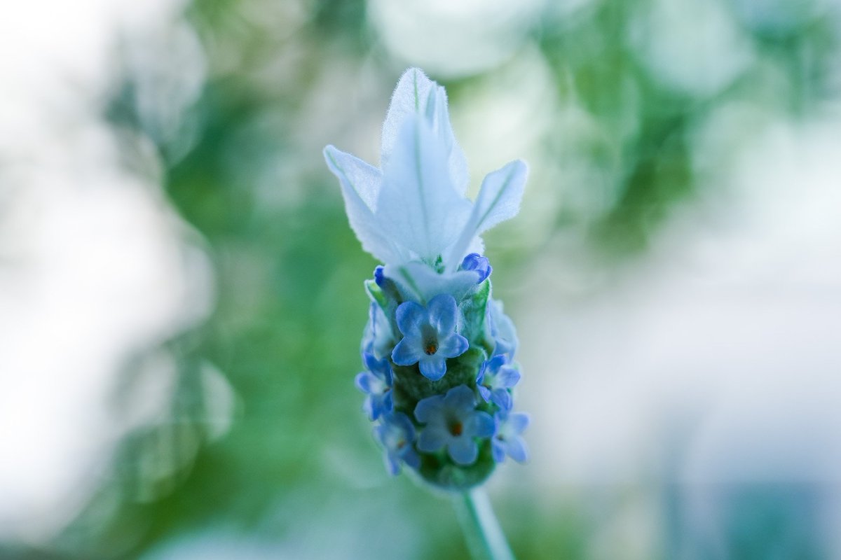 soba047's tweet photo. SonyのズームレンズFE20-70mm F4 Gレンズ、ここ��で寄れます。2枚目はAPS-Cモード。花弁の産毛？まで撮れてしゅごい😳

#α7IV #Sony #ミラーレス一眼 #sel2070g #fe2070g #ラベンダー #カメラ好きな人と繋がりたい #写真好きな人と繋がりたい https://t.co/DNQb3eXrPT