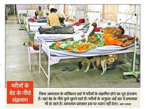yadavakhilesh's tweet photo. ‘कुत्ते डोलना’ जैसे मुहावरे का जीवंत प्रयोग : 

भाजपा सरकार में उप्र के अस्पतालों में ‘कुत्ते डोल’ रहे हैं। 

क्या यही है भाजपाई राज में ‘स्वच्छ भारत-स्वच्छ भारत’ का अमृतकाल? https://t.co/bybtFWtLLX