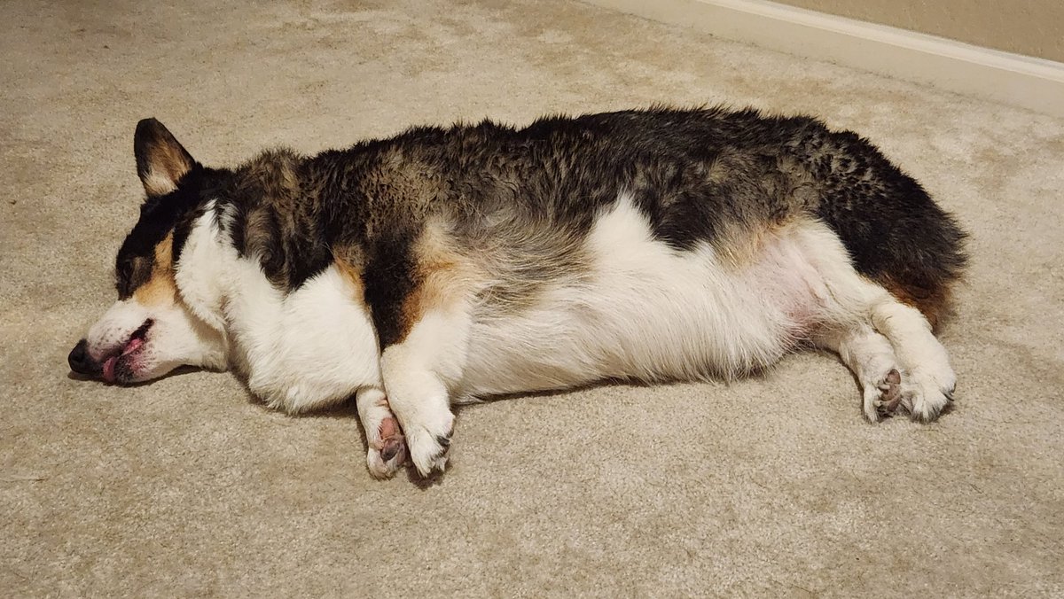 HenryCorgi's tweet photo. Simon after brushing and massaging bath. https://t.co/vKYpNZdc19