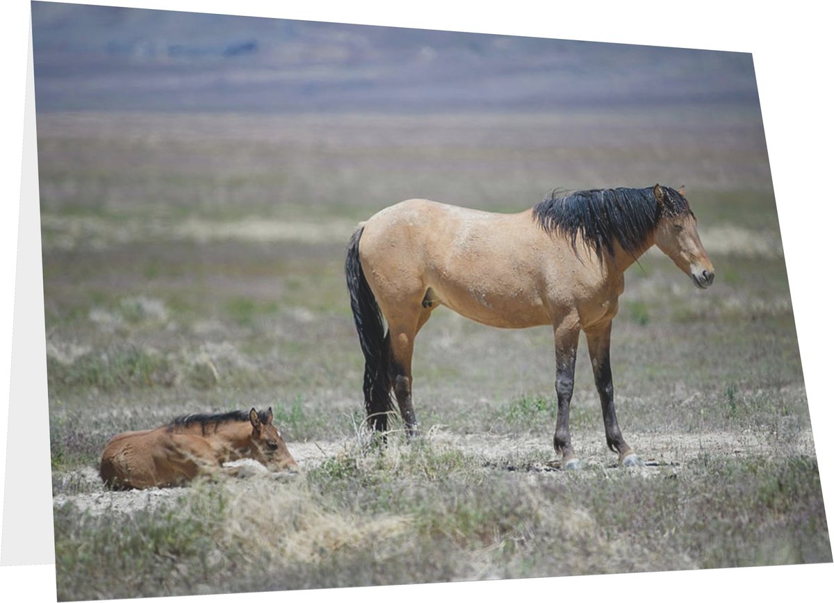 FonDenton_Art's tweet photo. #SendArtNotFlowers! A #Card and a #Frameable 5x7 piece of #Art too! #MothersDay
Find It: https://t.co/MmIVoTyGrg
#WildHorse #Horse #Horses #Mustangs #SpringIntoArt #Cards #GreetingCards #Write #Gifts #HolidayCards #Write #BuyIntoArt #TheArtDistrict #HorseLover #PhotographyIsArt https://t.co/Gr7Py4RT0c
