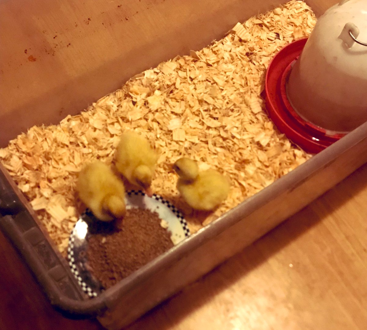 TealSeptember's tweet photo. Our daughter-in-law has new baby ducklings ๐ฃ. Adorable! #ducks #duckling #duck #ducklings #homesteadanimals #farmanimals ๐ฆ https://t.co/JUR0Elodfl