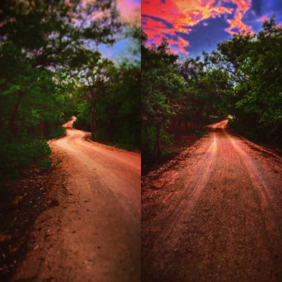 Mrugavani_Park's tweet photo. @mrugavani_park has a #total #area of 280ha, and about 15km of total #traversable #kachha #path used for #activities such as #birdwatching #photography #Education #walk etc (Refer ALT for full info) @dobriyalrm @pargaien @rah_jad @HarithaHaram @FCRIHyderabad @GopatiPratima https://t.co/DsZ2XlJeHV