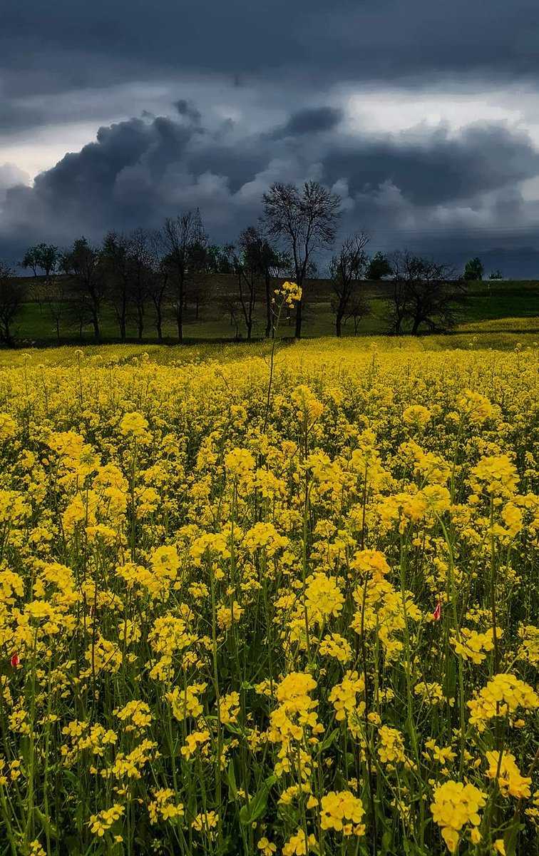 #mustardfields at Saffron fields of Pampore Kashmir..

Photo Credit #Salman_Malik