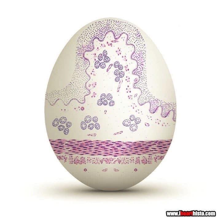 🥚 Esoph-egg-us 🥚

✅Non-keratinized stratified squamous epithelium
✅Muscularis mucosae
✅Submucosal glands
✅2-layered muscularis externa

It’s not Spring until you’ve painted your very own Esoph-egg-us

So get cracking &amp; I don’t want to hear any eggscuses

#anatomy #histology