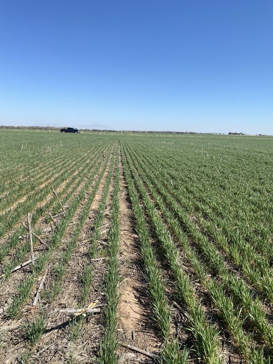 Unt vs WheatWorx.  update from our moisture probes, Seeing active rooting in the WheatWorx at 18” an capillary action 24-36” severe moisture limited environment but encouraged by the root:shoot ratio 10” plant height 18” root depth. Hoping the plains catch a rain to c this thru
