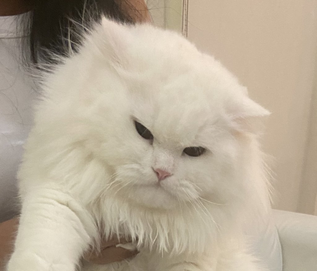pspanacea's tweet photo. เหนหน้าตาเปนตัวโกงก้มีหัวจัยนะ ขี้งอนมากไม่ไหว น้อยใจแม่วันละสิบหน https://t.co/xQqyIFD0My