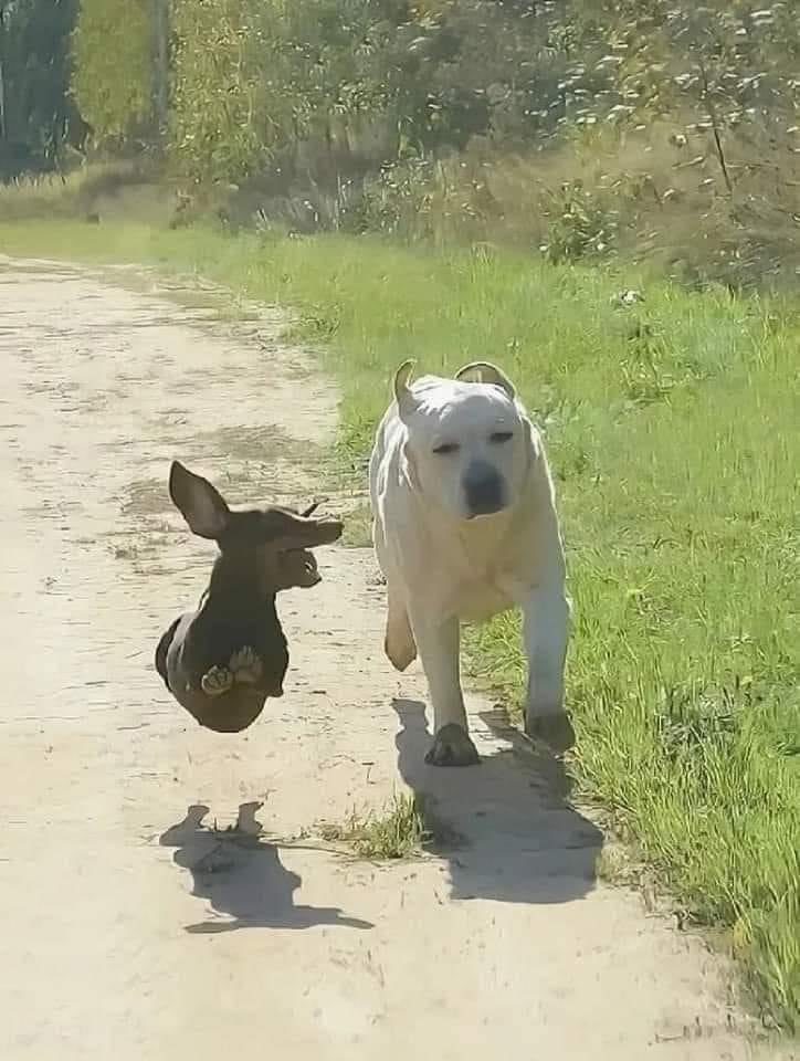 TheTrueAmerica5's tweet photo. My life goal is to be this happy around my fellow species members. https://t.co/mHUQjDt0ys