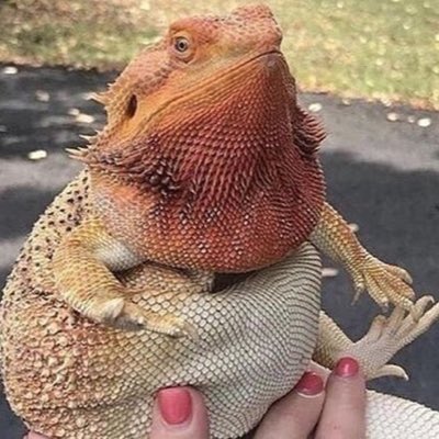 Critical_Mrs's tweet photo. Okay now the movie has been out a while so I will post an uncovered Spoilers Without Context.

This is for Dungeons &amp; Dragons Honor Among Thieves

#spoilers #DnDMovie #HonorAmongThieves https://t.co/RTv3tg2NS3