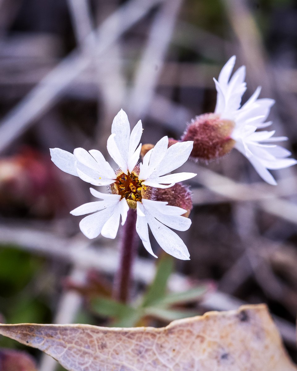 Bulbous Woodland-star (Lithophragma glabrum) now in flower in western MT. The flower has five-five lobed petals (each 5-8 mm long [Lesica 2012]) narrowly attached inside a cupped hypanthium (part calyx, corolla and stamens). Structural advantage: pollen retained for pollinators🙂