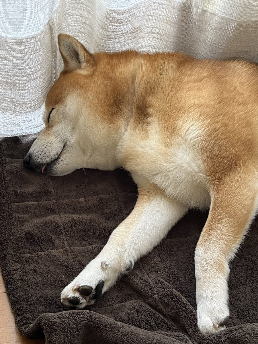 #柴犬 #shibainu #犬 #dogs

平凡で幸せな日曜日🍀 https://t.co/Oyu9KuBvNZ