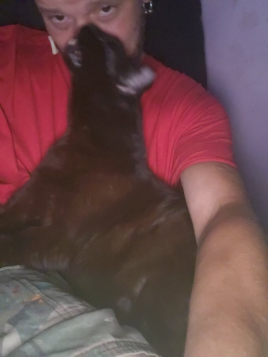 SproutTillery's tweet photo. My cat loves to be in my face... https://t.co/dCBICBEP1R