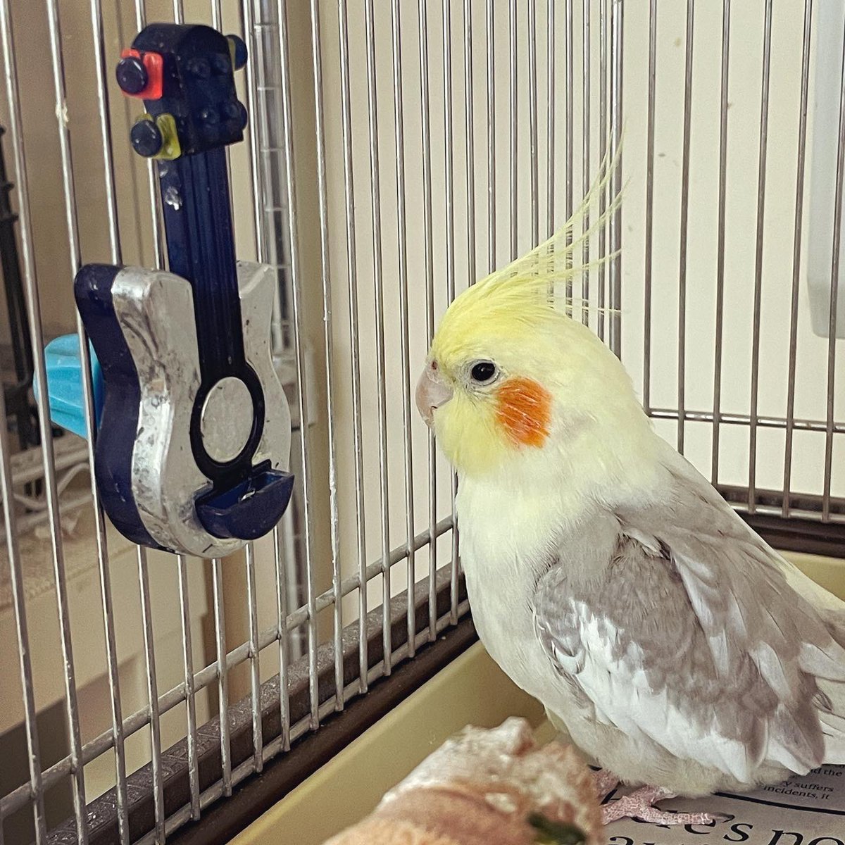 kotoripunk's tweet photo. Pillow became 19 years old! Swipe to see his rebellious spirit coming out in his face😆 My rockstar, Jimi Hendrix of the cockatiel🎸🧡💛 #pillowthebird #hatchday https://t.co/MomGYkcl9p