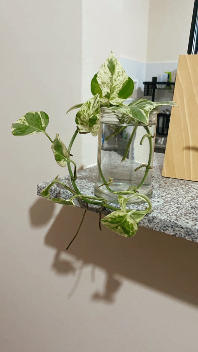 YahirECastro's tweet image. Mi nueva bb #potos 😍🫶🏽