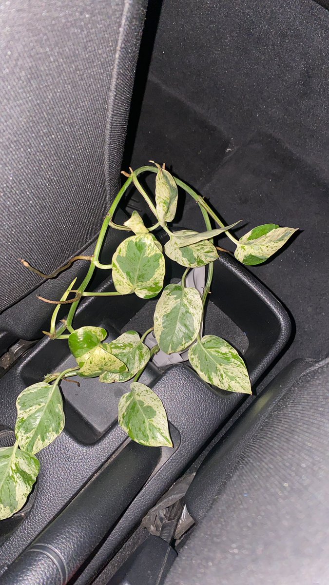 YahirECastro's tweet image. Mi nueva bb #potos 😍🫶🏽