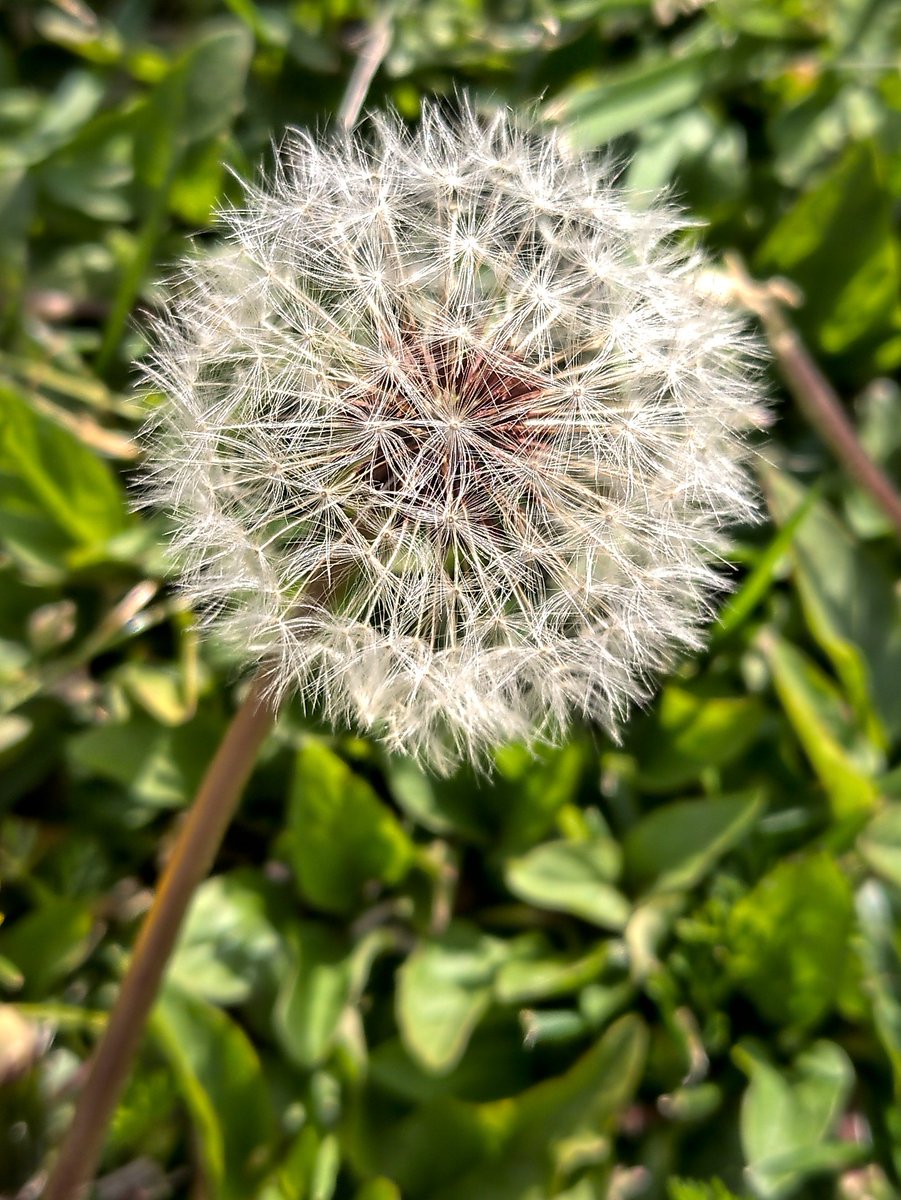 1. Dandelion #OnePlus 9 Pro w/ tripod 2. Doggielion #OnePlus 9 Pro w/o tripod 3. Dandelion #Nokia9Pureview w/ tripod