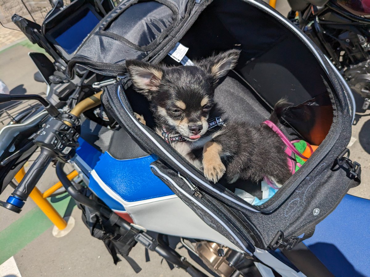 satoluxx's tweet photo. うちの子をドッグランまで輸送中。

#crf1100 #bagster #AfricaTwin https://t.co/bSPQPLGCVs