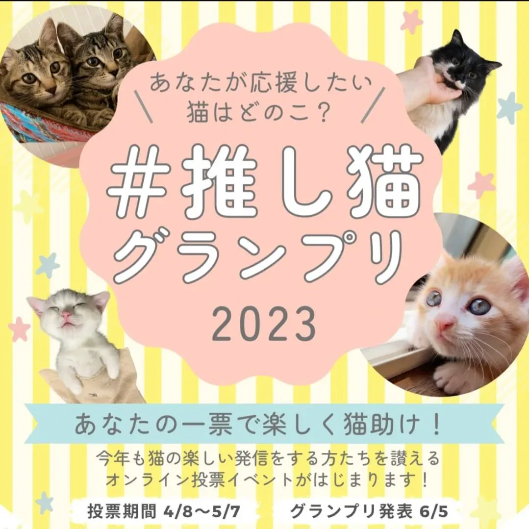 にこねこ【保護猫の保育園】 (@niconeko2575) / X