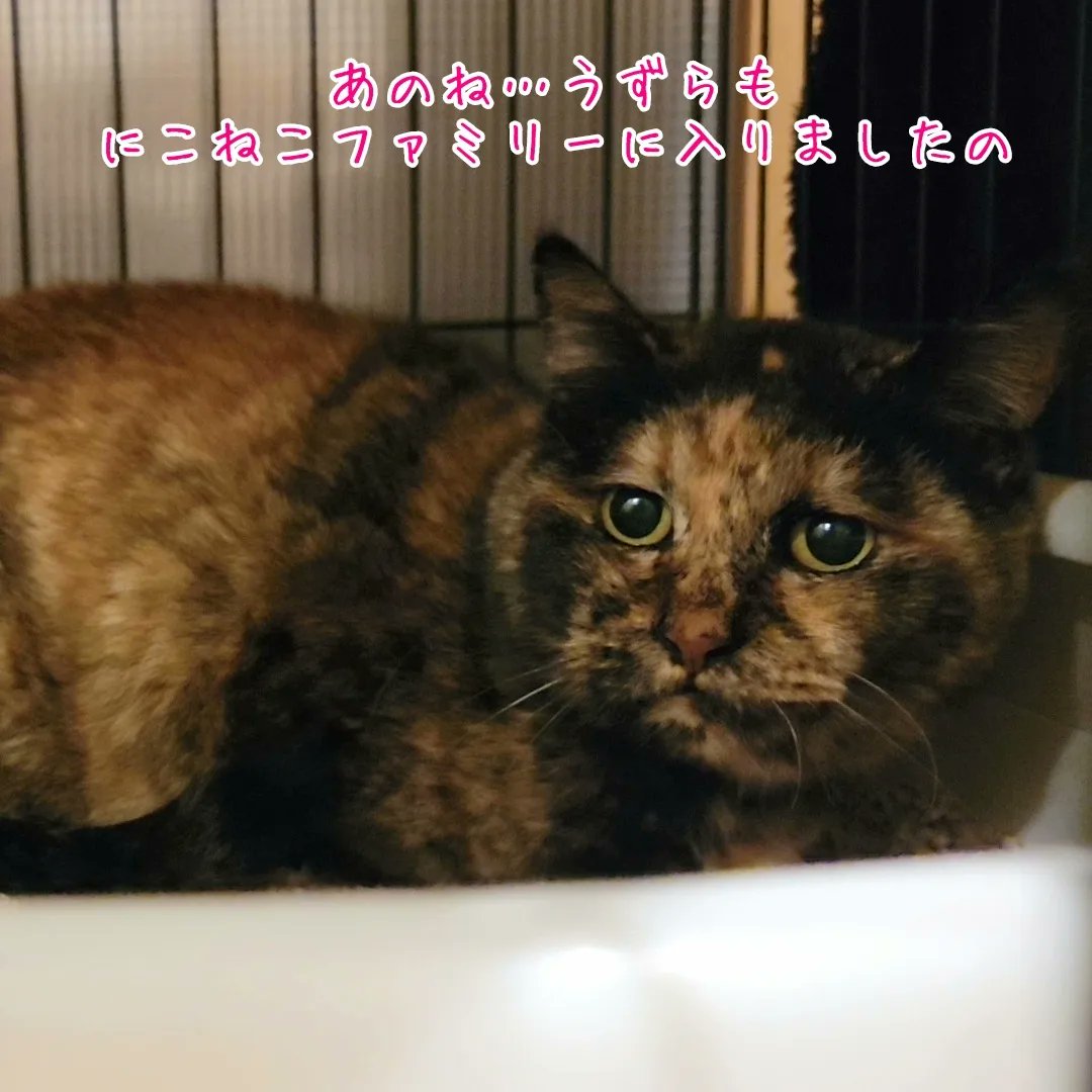 ✨推し猫グランプリ 投票スタート✨
いつも応援してくださり、ありがとうございます🙏
推し猫グランプリの投票がスタートしました✨️

【推し猫グランプリ】
投票期間 4/8～5/7
nekoneko-kyokai.jp/oshinekogp2023/

皆様に素敵な推し猫さんとの出会いがありますように✨️
#推し猫グランプリ2023 
#にこねこ