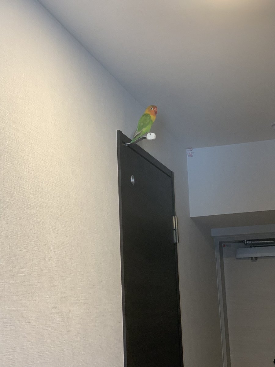 肘無理子 tweet media