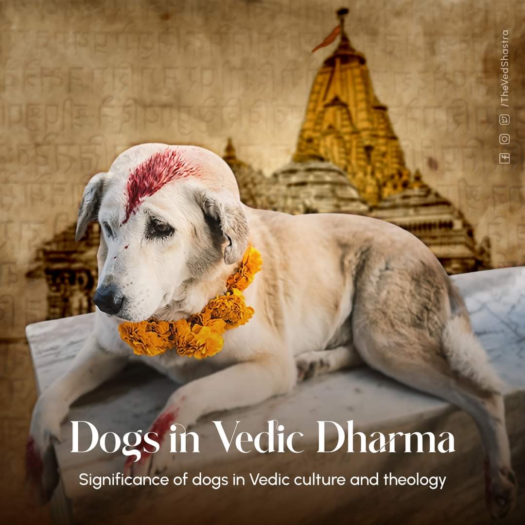 Hindu_Tradition's tweet photo. 🌺The Vedic Culture treats all beings divinely. Know the significance of Shwaan in the Vedic Dharma.🌺

⚜️Why feed these furry friends? 

⚜️Which Devatas are pleased when you offer that one last roti to them?

1/4 https://t.co/fDGso3y8Ww