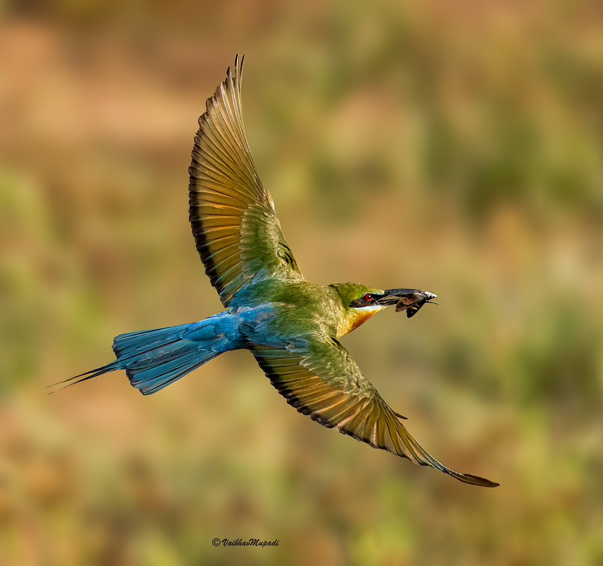 im-wildvaibhav tweet media